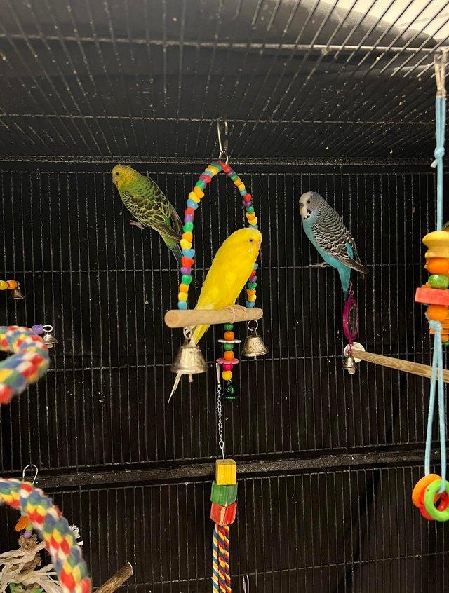 Preview of the first image of Budgies looking for a new loving home.