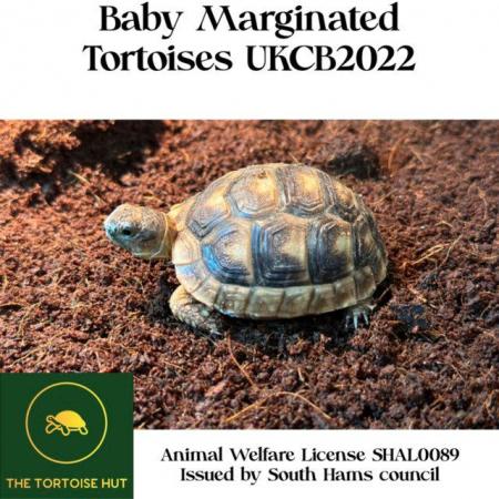 Image 2 of Baby Marginated tortoises and setups for sale
