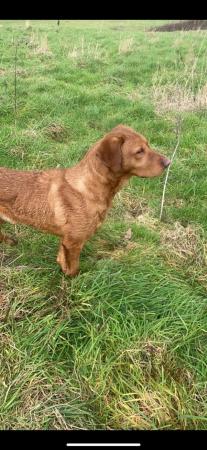Image 3 of Fox Red Labrador puppies for sale