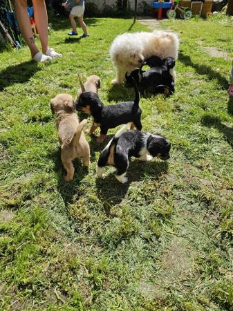Image 10 of Doxie chon puppies, last 3 left! Reduced