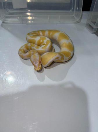 Image 8 of Variety morph ball pythons male & female