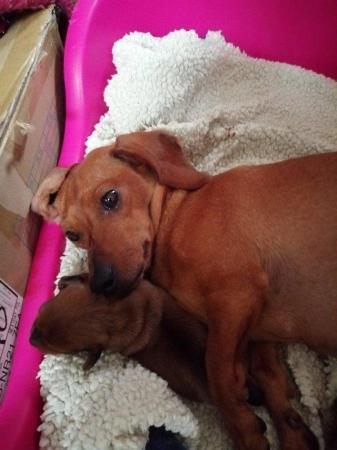 Image 3 of Miniature Dachshund pups male and female