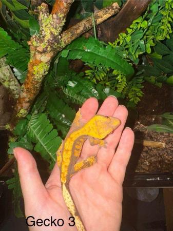 Image 3 of Crested Geckos for sale collection from Chingford.
