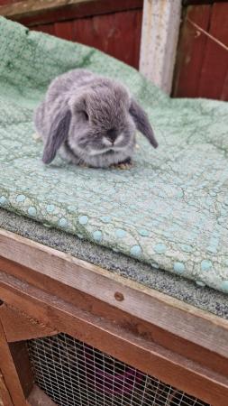 Image 4 of Mini lop looking for her forever home