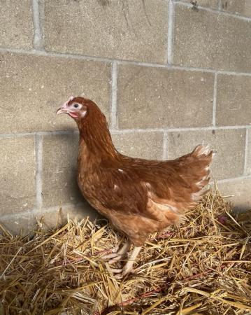 Image 1 of Point of lay pullets, laying hens.