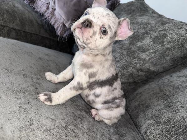 Image 6 of french bulldog puppies READY NOW