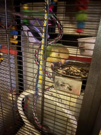 Image 5 of Hi I am selling our 9 month old conure chickaletta , she lov