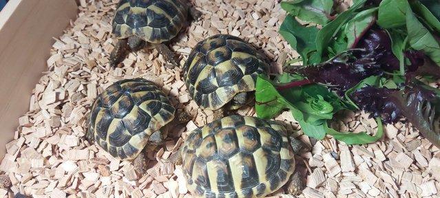 Image 4 of Three year old Herman Tortoises (£150 each no offers)