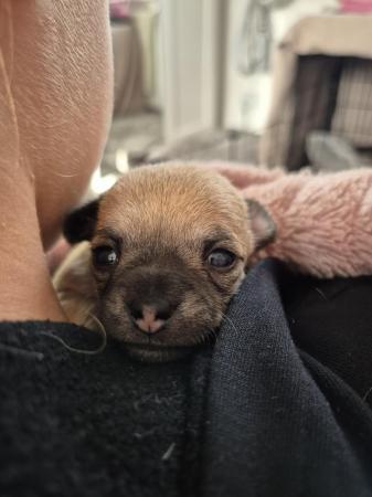 Image 21 of STUNNINGFemale Apple Head Chihuahua For Sale