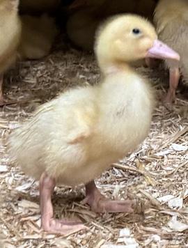 Preview of the first image of Pekin ducklings for sale from 1 week old.
