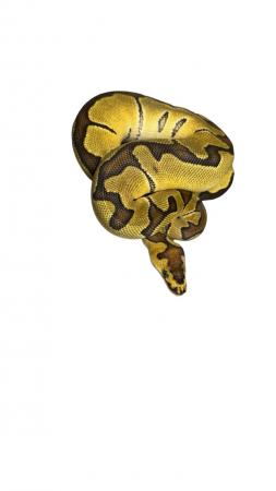 Image 8 of Royal/Ball Python collection for sale please see add