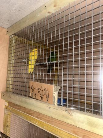 Image 1 of Cage and aviary birds wanted