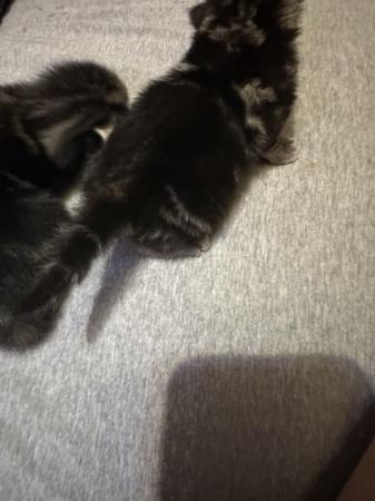 Image 10 of Kittens for sale ready 23rd may