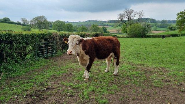 Image 2 of Two Pedigree Hereford Breeding Cows