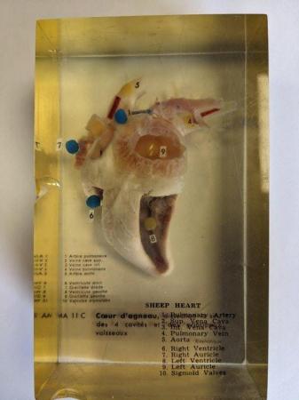 Image 4 of French sheep heart in resin anatomically labelled