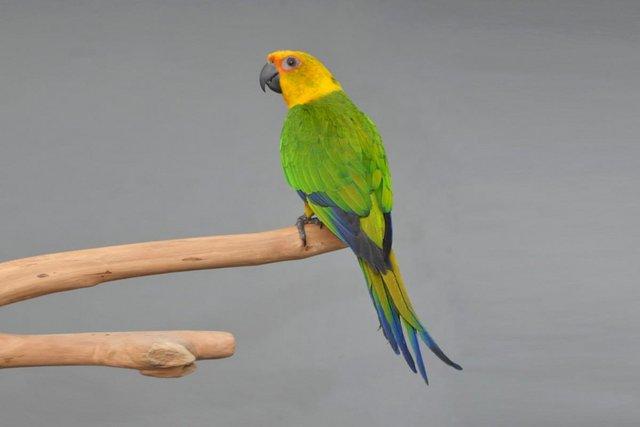 Image 1 of Baby Hand Reared Jenday conure,19
