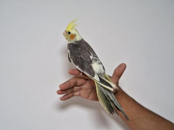 Image 2 of Super hand tamed cockatiel for sale