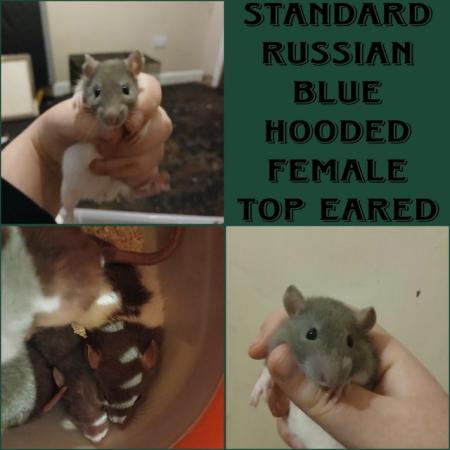 Image 2 of Beautiful male and female rats