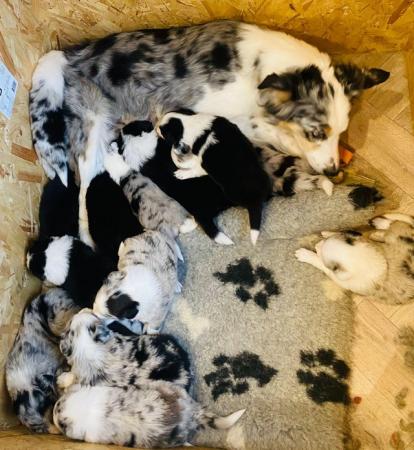 Image 3 of Stunning litter of collies