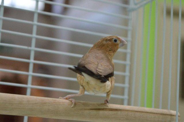 Image 3 of Various Finches for sale at Animaltastic