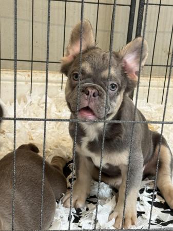 Image 5 of French bulldog puppies , ready now , KC reg , microchipped