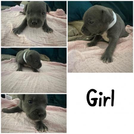 Image 7 of KC REG BLUE STAFFORDSHIRE BULL TERRIER PUPPIES