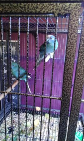 Image 5 of Breeding pair blue kakariki