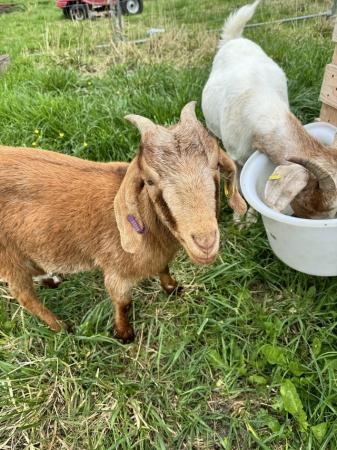 Image 1 of 3 Female Boer goats for sale
