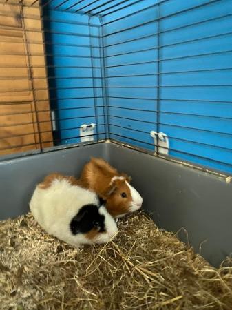 Image 4 of 4 months old guinea pigs for sale