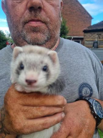 Image 1 of FERRET KITS FOR SALE!!!!