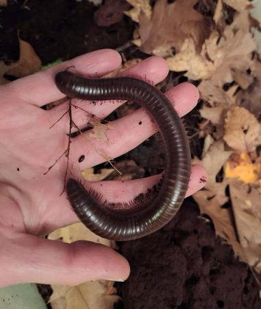 Image 4 of Giant Seychelles millipedes