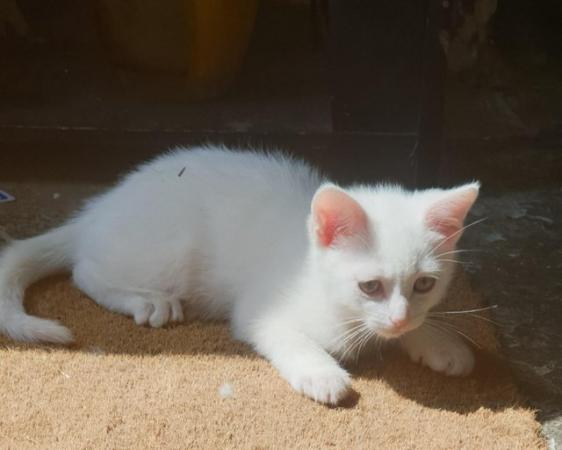 Image 2 of Beautiful pure white kitten