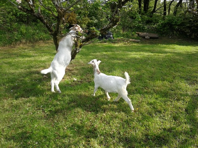 Preview of the first image of Goat kids for sale, both female boer /Toggenburg.
