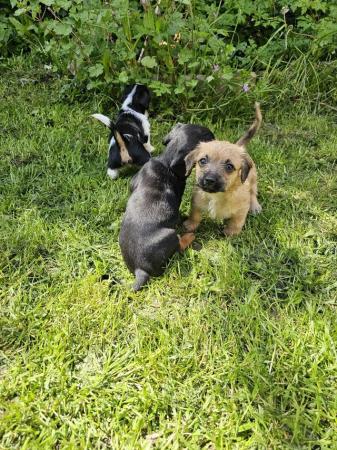 Image 9 of Doxie chon puppies, last 3 left! Reduced