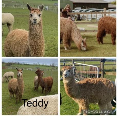 Image 3 of Alpaca Males looking for loving new homes