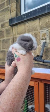 Image 2 of ** ready now ** 2 pure breed mini lop only bew left