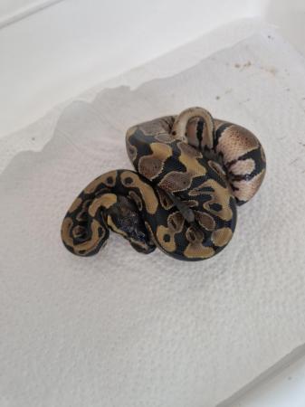 Image 2 of Baby royal pythons snakes