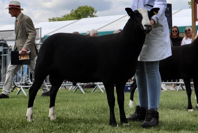 Preview of the first image of Registered zwartble shearling ram.