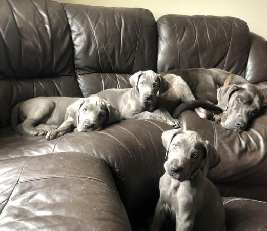 Image 10 of READY NOW! 12 x Healthy Chunky Solid Blue Great Dane Puppies
