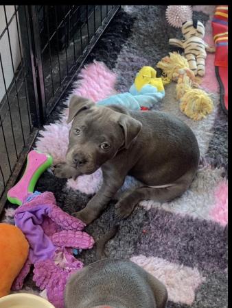 Image 11 of Blue Staffordshire bull terrier ready now last girl reduced