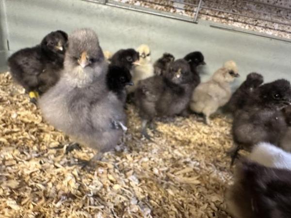 Image 1 of Silkie and satin chicks available - various colours