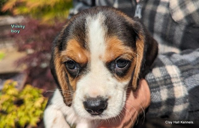 Image 14 of Quality, F1, Beaglier puppies, ready soon.