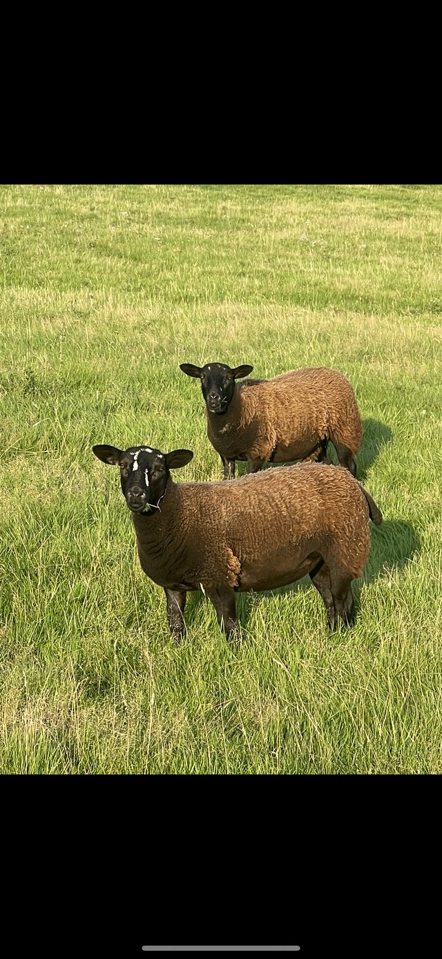 Preview of the first image of 5x grade 4 Dutch spotted ewe yearlings.