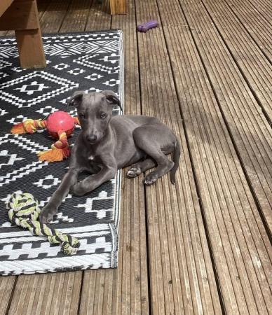 Image 6 of 1 Stunning Pedigree Blue Whippet Boy READY TO LEAVE