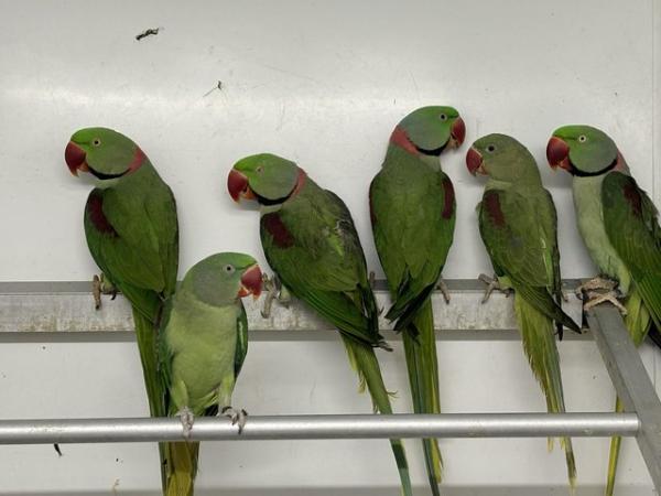 Image 2 of Adult Alexandrine available