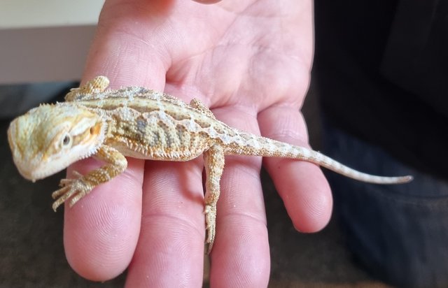 Image 6 of 8 weeks old baby bearded dragons males and females