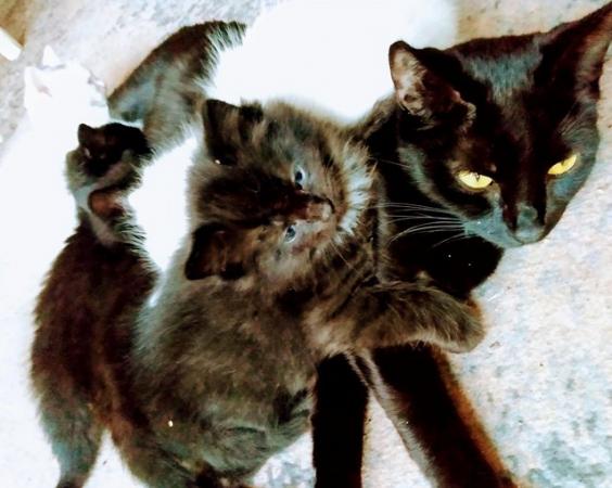 Image 3 of 2 beautifuI Black Fluffy kittens Ready To Collect