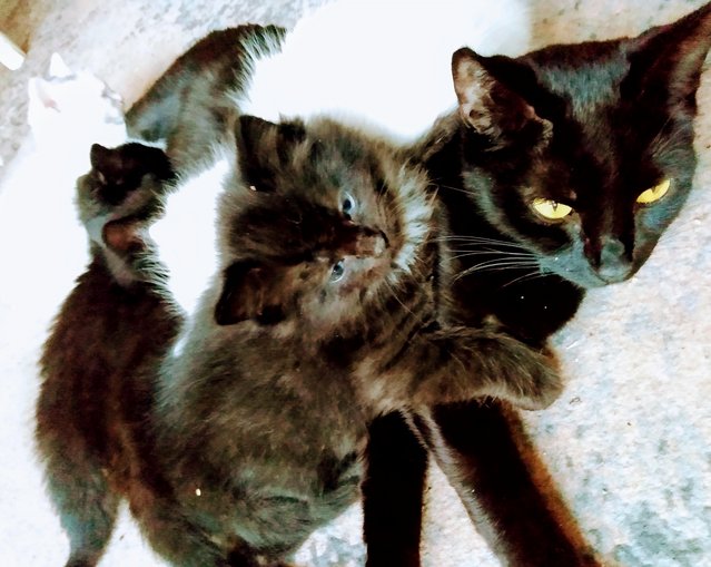 Preview of the first image of URGENT 2 female Black kittens Beautiful ready To Collect.