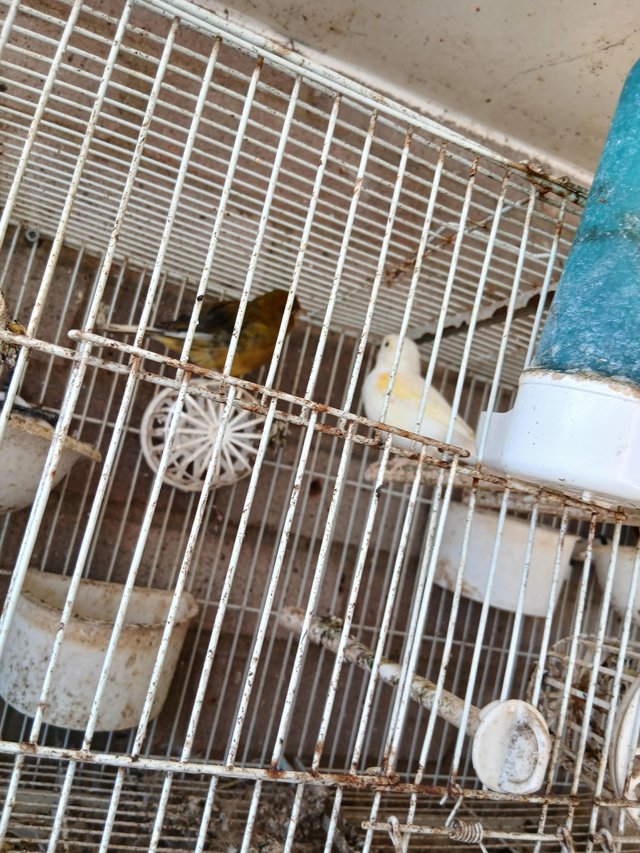 Canary boy and girl £30 each — photo 3 of 4