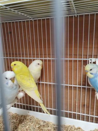 Image 2 of I have 6 4 month old budgies. Good healthy youngsters from g